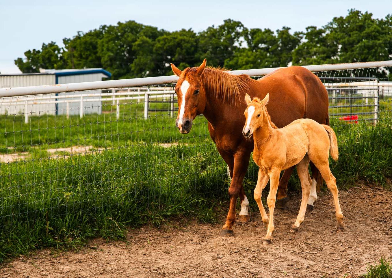 A mother horse walking with her foal.